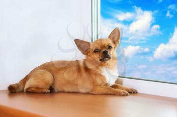 Red chihuahua dog lies on windowsill at window and looks into the distance.