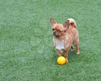 Red chihuahua dog and yellow ball on green grass. 