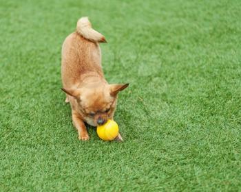 Red chihuahua dog and yellow ball on green grass.