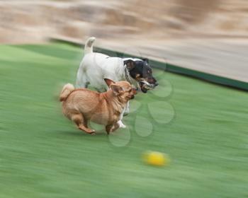 Red Chihuahua and Jack Russel Terrier dogs on green grass. Closeup.