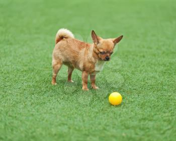 Red chihuahua dog and yellow ball on green grass