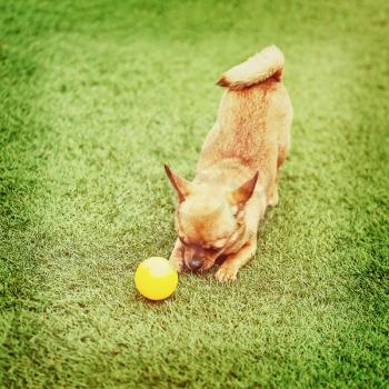 Red chihuahua dog and yellow ball on green grass with retro filter effect.