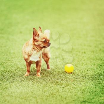 Red chihuahua dog and yellow ball on green grass with retro filter effect.