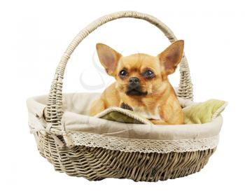 Red chihuahua dog in wicker basket. Closeup.
