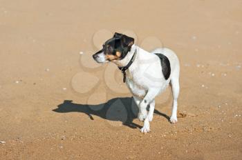 Jack Russell Terrier dog on nature background. Closeup.
