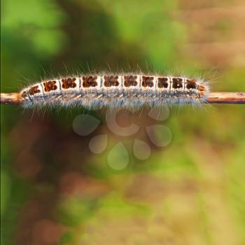 Big beautiful forest caterpillar on twig. Macro photo.