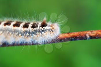 Big beautiful forest caterpillar on twig. Macro photo.
