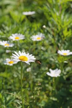 Green flowering meadow with white daisies and honey bee. Natural background.
