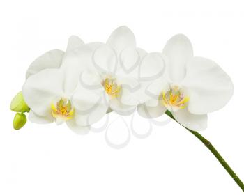 Seven day old white orchid isolated on white background. Closeup.