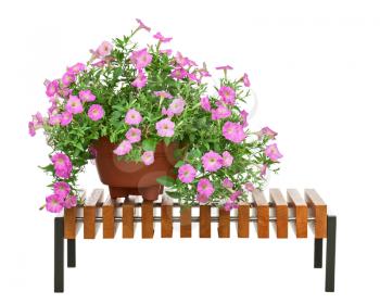 Pink petunia flowers in flowerpot on wooden bench isolated on white background. Closeup.