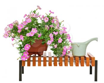 Pink petunia flowers in flowerpot on wooden bench with garden accessories isolated on white background.