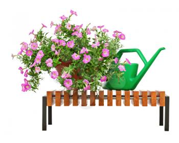Pink petunia flowers in flowerpot on wooden bench with garden accessories isolated on white background.