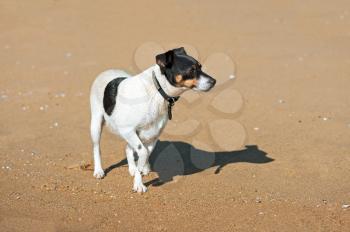 Jack Russell Terrier dog on nature background. Closeup.