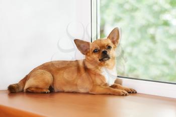 Red chihuahua dog lies on windowsill at window and looks into the distance.