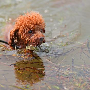 Miniature red toy poodle puppy bravely bathing in sea. Closeup.