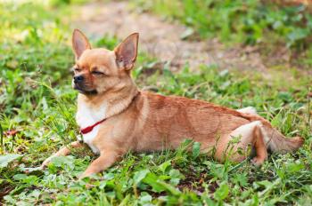 Chihuahua dog lying on background of green grass with eyes closed.