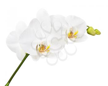 Three Day Old White Orchid Isolated on White Background. Closeup.