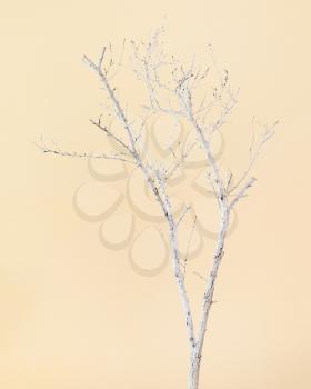 Dry Tree Painted with White Paint on Beige, Peach Background.