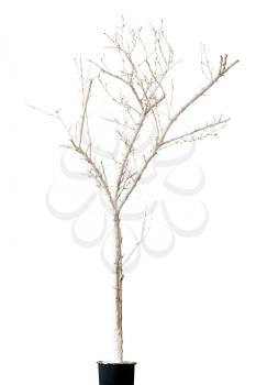 Dry Tree Painted with Paint Isolated on White Background. Closeup.