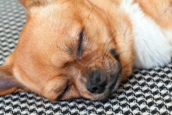 Sleeping Red Chihuahua Dog on Shemagh Pattern Background. Closeup.