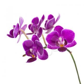 Very Rare Purple Orchid Isolated on White Background. Selective Focus.