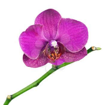 Very Rare Purple Orchid Isolated on White Background. Selective Focus.