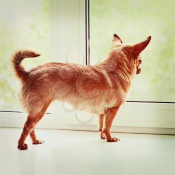 Red Chihuahua Dog Standing on Window Sill and Looks into Distance. With Retro Filter Effect.