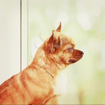 Red Chihuahua Dog Standing on Window Sill and Looks into Distance. With Retro Filter Effect.