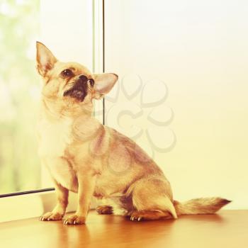 Red Chihuahua Dog Standing on Window Sill and Looks into Distance. With Retro Effect Filter.