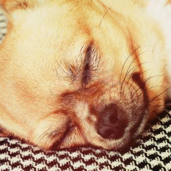 Sleeping Red Chihuahua Dog on Shemagh Pattern Background. With Retro Effect Filter.