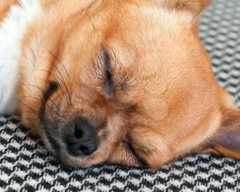 Sleeping Red Chihuahua Dog on Shemagh Pattern Background. Closeup.