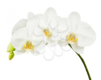 Seven Day Old White Orchid Isolated on White Background. Closeup.