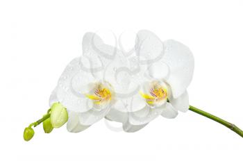 Five day old white orchid with water droplets isolated on white background. Closeup.