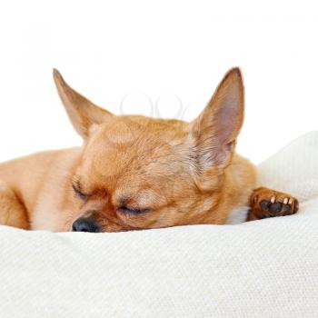 Sleeping red chihuahua dog isolated on white background. Closeup.