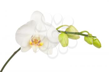Blooming twig of white orchid with bandler isolated on white background. Closeup. 
