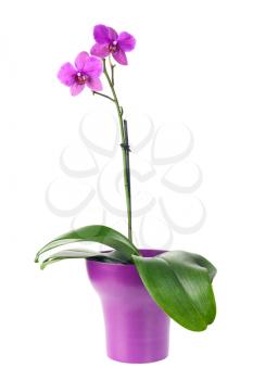 Blooming twig of fuchsia orchid in purple flower pot isolated on white background. Closeup.