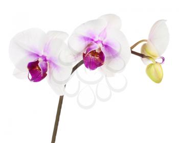 Blooming twig of white purple orchid, phalaenopsis isolated on white background.