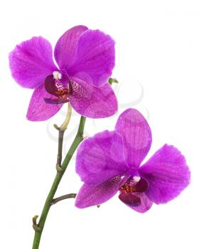 Blooming twig of lilac orchid, phalaenopsis isolated on white background.