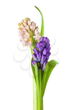 Bouquet from hyacinth flowers arrangement centerpiece isolated on white background.