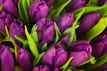 Nature bouquet from purple tulips for use as background. Selective focus. 