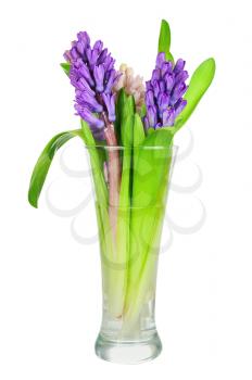 Bouquet from hyacinth flowers arrangement centerpiece isolated on white background. Closeup.
