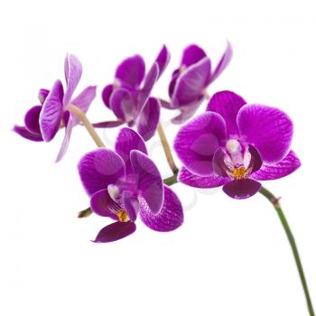 Blooming twig of purple orchid, phalaenopsis isolated on white background.
