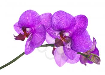 Blooming twig of lilac orchid isolated on white background. Closeup.