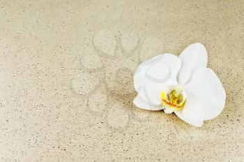Flower of white orchid with splashes of water on beige background. Selective focus.