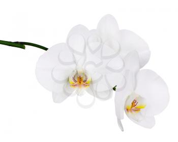 Five day old white orchid isolated on white background. Closeup.