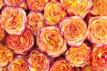 Colorful flower bouquet from roses for use as background. Closeup.