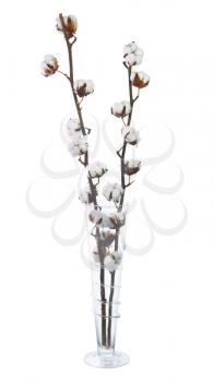 Cotton plant with bolls in glass vase isolated on white background.