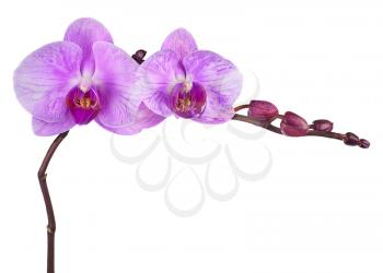 Very rare purple orchid isolated on white background. Closeup.
