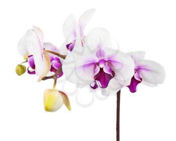Blooming twig of white purple orchid isolated on white background. Closeup.