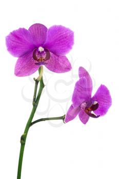 Blooming twig of lilac orchid isolated on white background. Closeup.